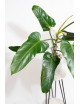 Philodendron whipple way REGRES