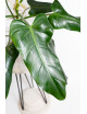 Philodendron whipple way REGRES