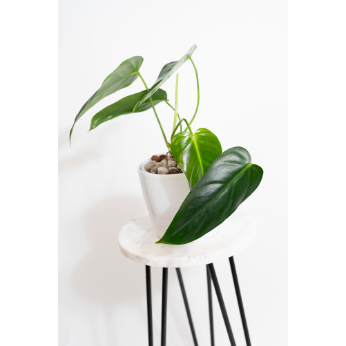 Philodendron esmeralda...