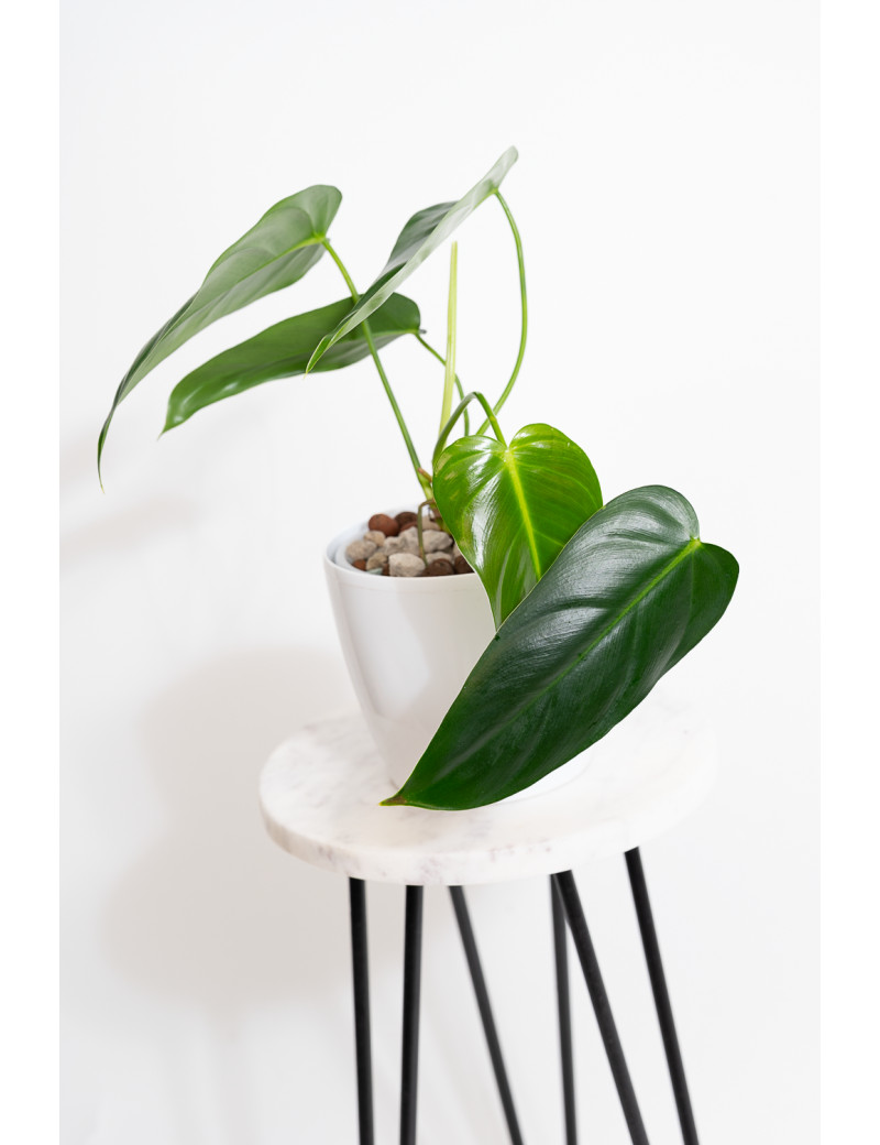 Philodendron esmeralda spirit narrow