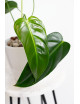 Philodendron esmeralda spirit narrow