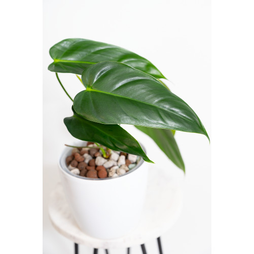 Philodendron esmeralda spirit narrow