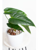 Philodendron esmeralda spirit narrow