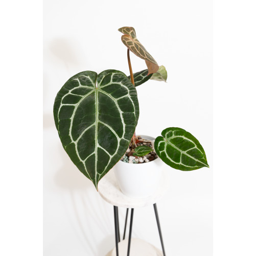 Anthurium Michelle x...