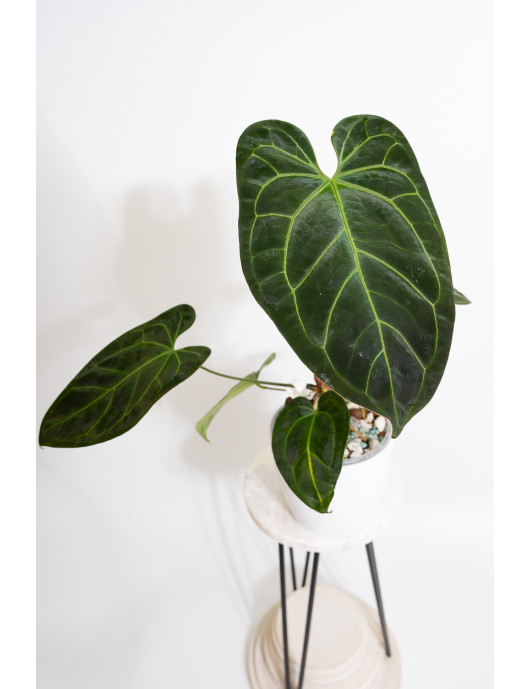 Anthurium Indo Portillae x...