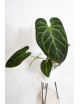 Anthurium Indo Portillae x KOSx x besseae aff
