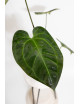 Anthurium Indo Portillae x KOSx x besseae aff