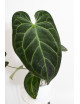 Anthurium Indo Portillae x KOSx x besseae aff