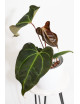 Anthurium (papillilaminum x magnificum) x KOSx x besseae aff