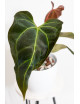 Anthurium (papillilaminum x magnificum) x KOSx x besseae aff