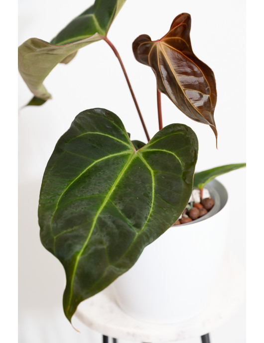 Anthurium (papillilaminum x...