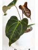 Anthurium (papillilaminum x magnificum) x KOSx x besseae aff