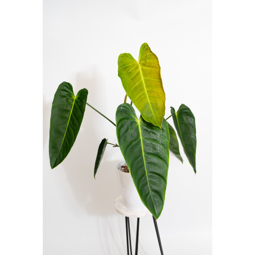 Philodendron esmeraldense