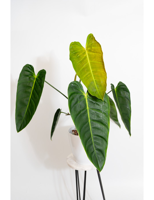 Philodendron esmeraldense