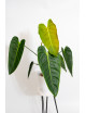 Philodendron esmeraldense