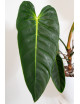 Philodendron esmeraldense