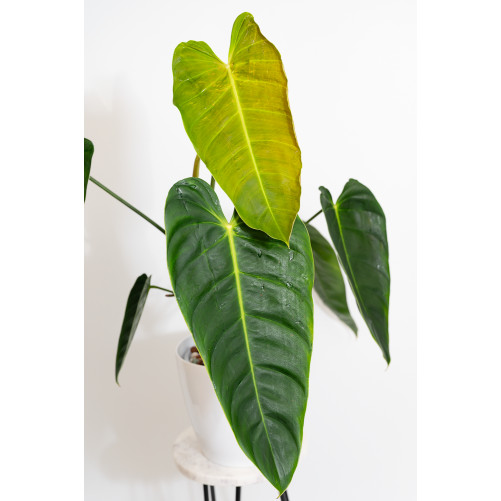 Philodendron esmeraldense