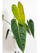 Philodendron esmeraldense