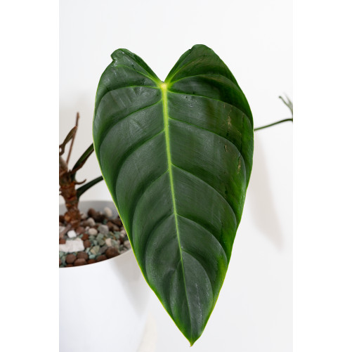 Philodendron esmeraldense