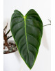 Philodendron esmeraldense