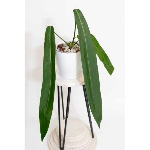 Anthurium pallidiflorum -