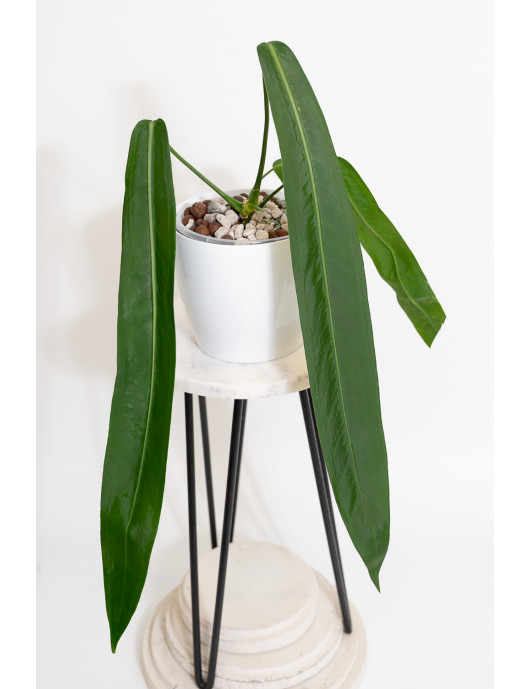 Anthurium pallidiflorum -