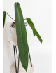 Anthurium pallidiflorum -