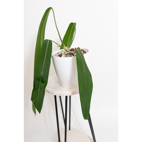Anthurium pallidiflorum -