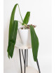 Anthurium pallidiflorum -
