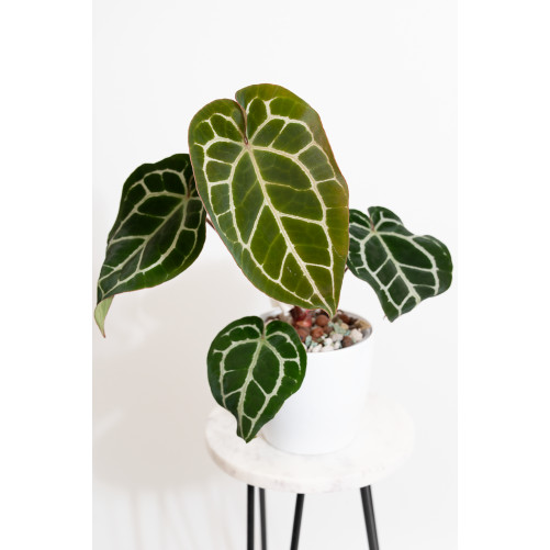 Anthurium crystallinum x...