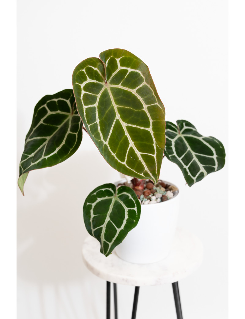 Anthurium crystallinum x Michelle