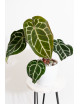 Anthurium crystallinum x Michelle