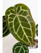 Anthurium crystallinum x Michelle