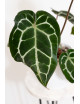 Anthurium crystallinum x Michelle