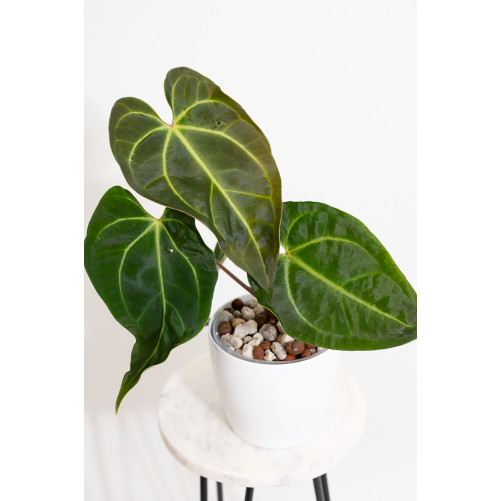 Anthurium magnificum x...