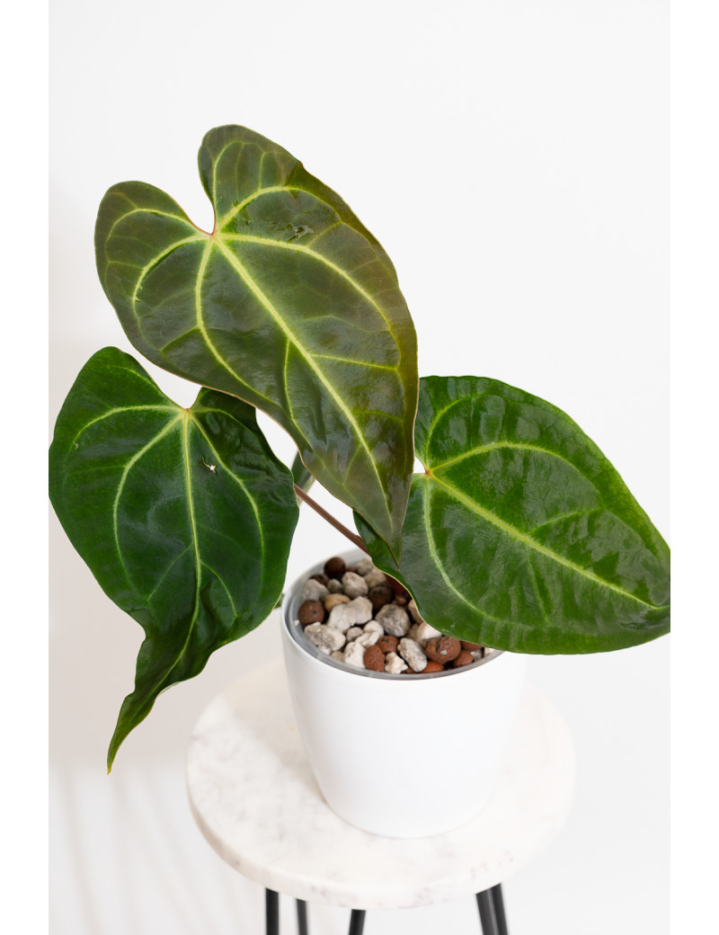 Anthurium magnificum x besseae aff