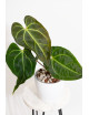 Anthurium magnificum x besseae aff