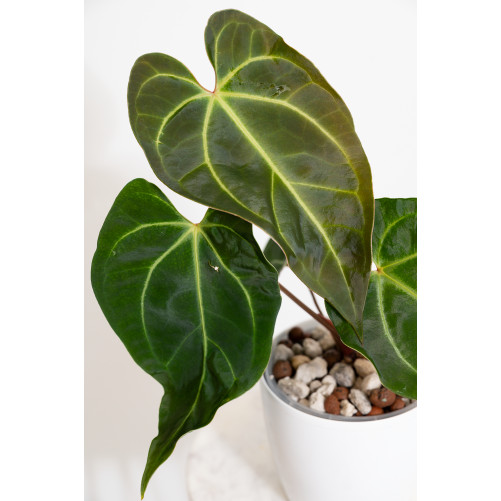 Anthurium magnificum x besseae aff