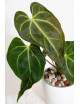Anthurium magnificum x besseae aff