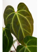Anthurium magnificum x besseae aff