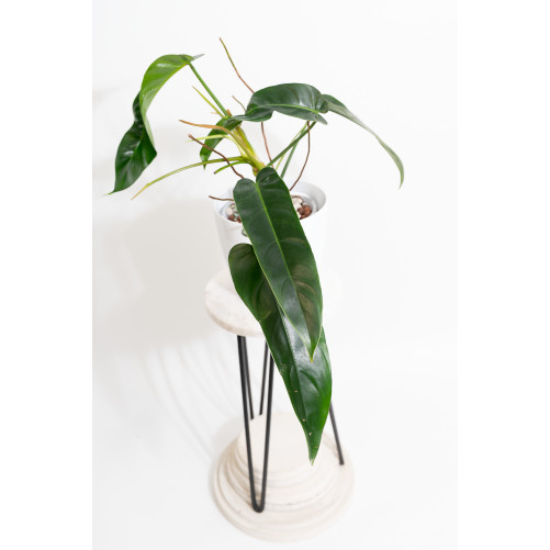 Philodendron Ivan Spirit
