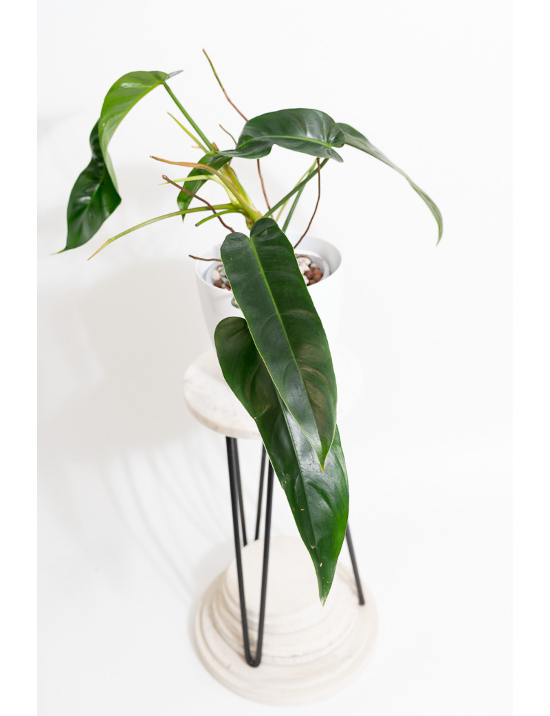 Philodendron Ivan Spirit