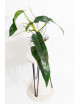 Philodendron Ivan Spirit