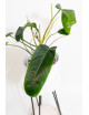 Philodendron Ivan Spirit