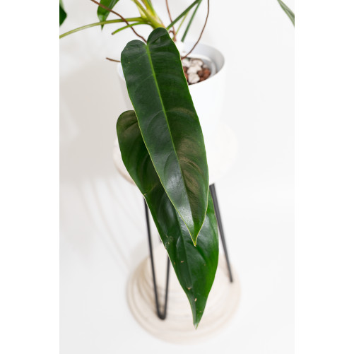 Philodendron Ivan Spirit