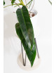 Philodendron Ivan Spirit
