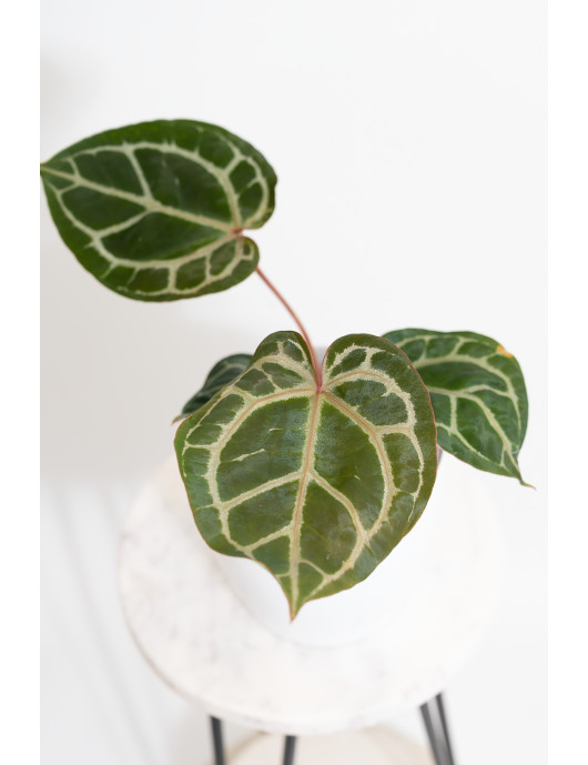 Anthurium (Zara x (Michelle...