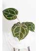 Anthurium (Zara x (Michelle x Zara)) x Michelle