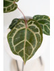 Anthurium (Zara x (Michelle x Zara)) x Michelle