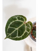 Anthurium (Zara x (Michelle x Zara)) x Michelle
